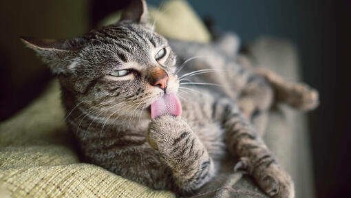 Kat, der slikker på sin pote