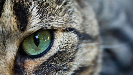 Nærbillede af en kats grønne øje