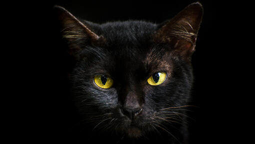 Nærbillede af en sort kat med gule øjne