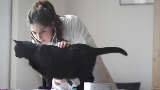 Dyrlæge, der undersøger sort kat
