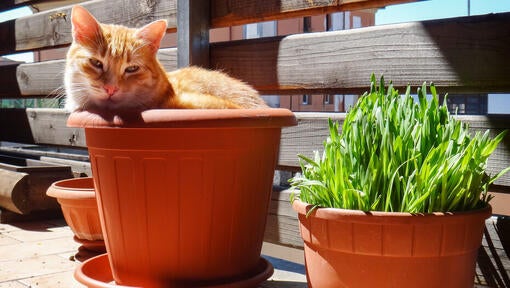 Rødhåret kat, der sidder i en plantepotte.