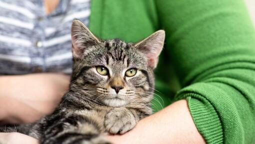 Mørkpelset kat, der sidder i ejerens arme.