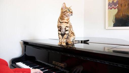 Bengalkat, der sidder på et klaver.