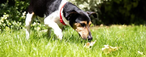 Hund snuser til græsset