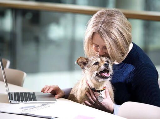 Terrier sad på skødet af kvinde, mens hun arbejdede på laptop