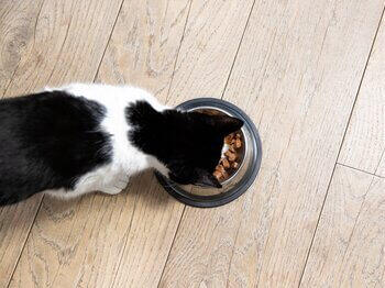 Kat spiser af en skål
