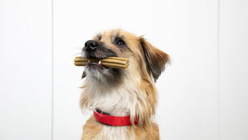 En langhåret hund med en godbid i munden