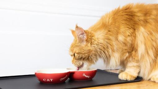 Rødhåret kat, der spiser fra en skål