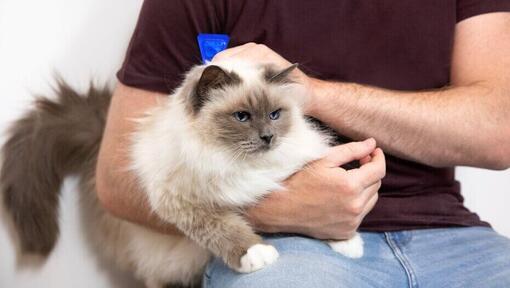 Kat, der bliver aet af en mand