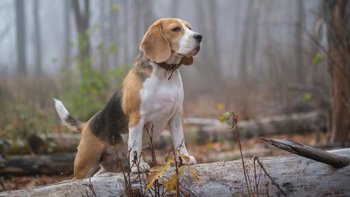 Beagle i skoven