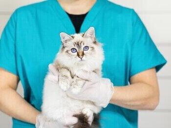 Kat holdes af dyrlæge