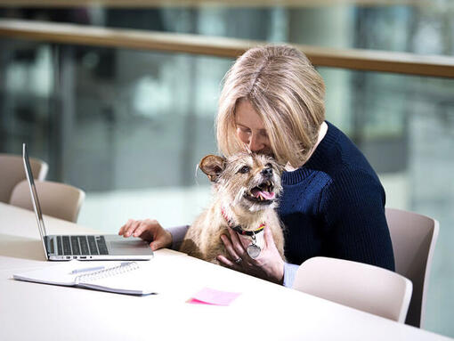 Terrier sad på skødet af kvinde, mens hun arbejdede på laptop