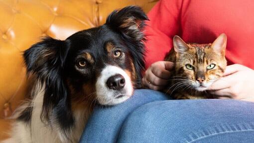 Er katte klogere end hunde?