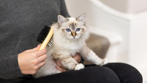 Langhåret killing, der bliver børstet