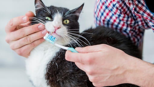 Kat med tandbørste