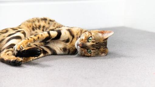 Bengalkat , der ligger på gulvet