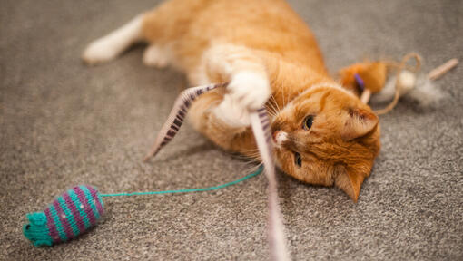 Ingefærfarvet kat, der leger med et bånd.