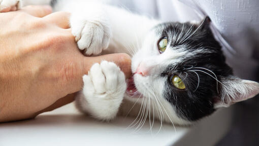 Sort og hvid kat, der napper ejerens finger.