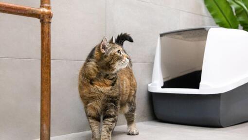 Katten går ved siden af kattebakken