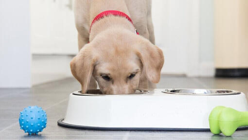 Gul labrador, der spiser af en skål