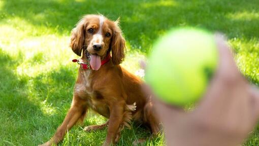 Glad spaniel-hvalp, der venter på, at en tennisbold bliver kastet