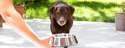 Ældre labrador får en skål i hånden