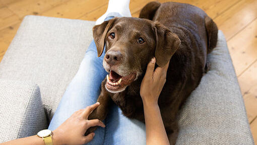 Hund ligger på sofa med ejer
