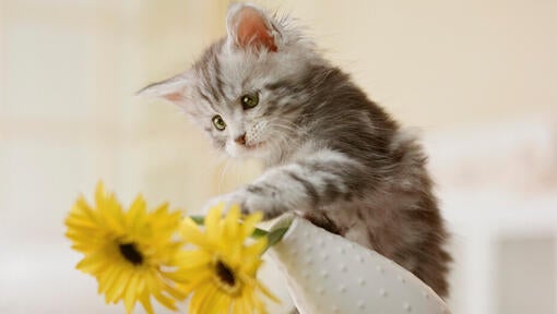Grå killing, der vælter en vase med gule blomster