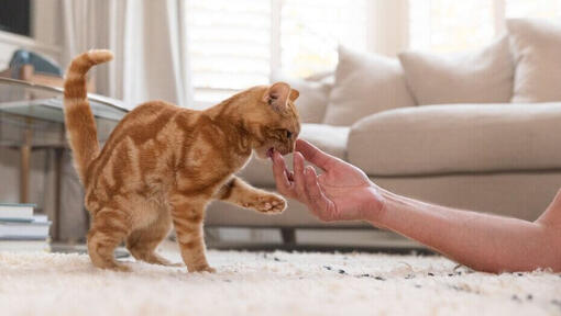 Rødhåret killing, der bider en menneskehånd