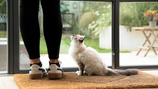 Kat, der venter ved døren med ejeren