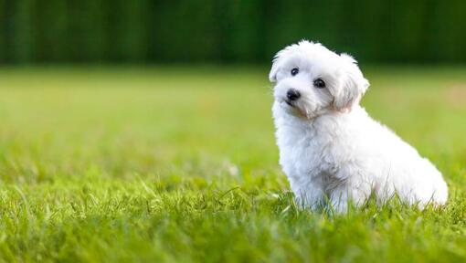 lodden, hvid hund, der sidder i græsset