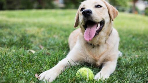 en glad hund, der sidder i græsset med en tennisbold