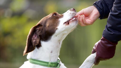 Ejer fodrer hund