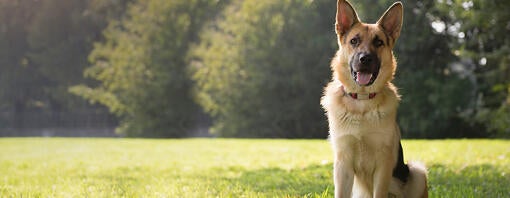 Schæferhund på marken