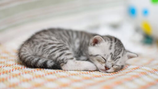lille killing, der sover på et tæppe