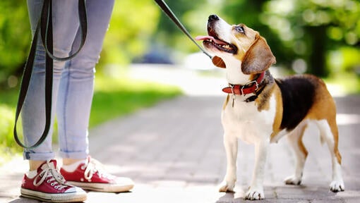 Beagle stirrer op på sin ejer