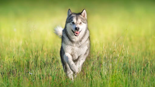 Husky løber gennem græs