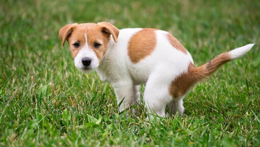 Jack Russell hvalp besørger i græsset