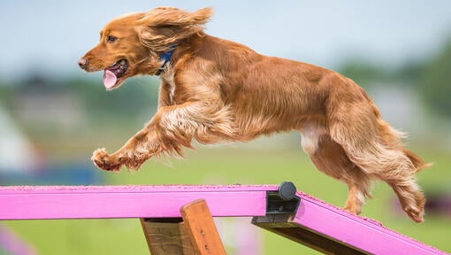 en hund, der løber på en planke på en agilitybane