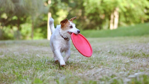 en lille hund, der bærer en rød frisbee