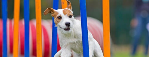 lille hund, der løber på en agilitybane