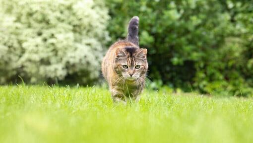 Kat, der går i græsset