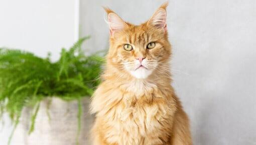 Rødhåret Maine Coon, der sidder ned