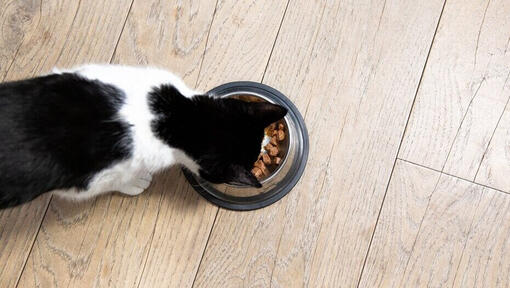 Kat spiser af en skål