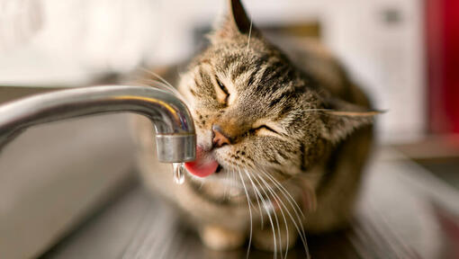 Brun kat, der drikker vand fra en hane
