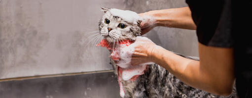 Grå kat bliver badet af sin ejer