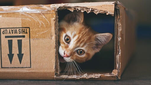 Ingefærfarvet kat, der gemmer sig i en papkasse.