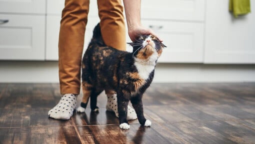 Kat går mellem ejerens ben, mens den bliver klappet.