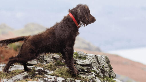 Hund kigger ud over klippelandskab