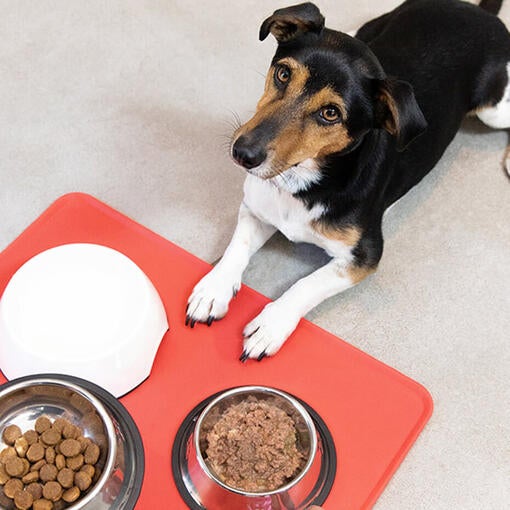 hund ser op på mad, der bliver sat frem